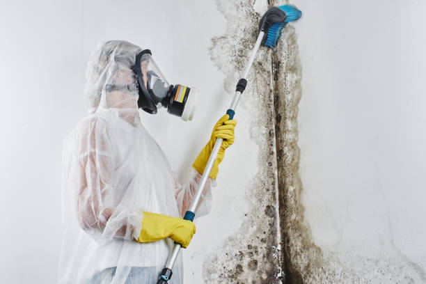 Best Carpet water damage restoration  in Lavaca, AR